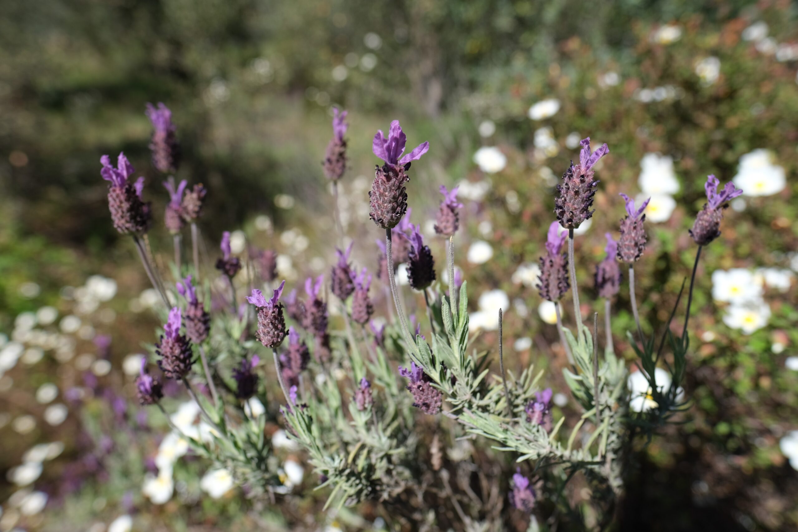 atividade na natureza