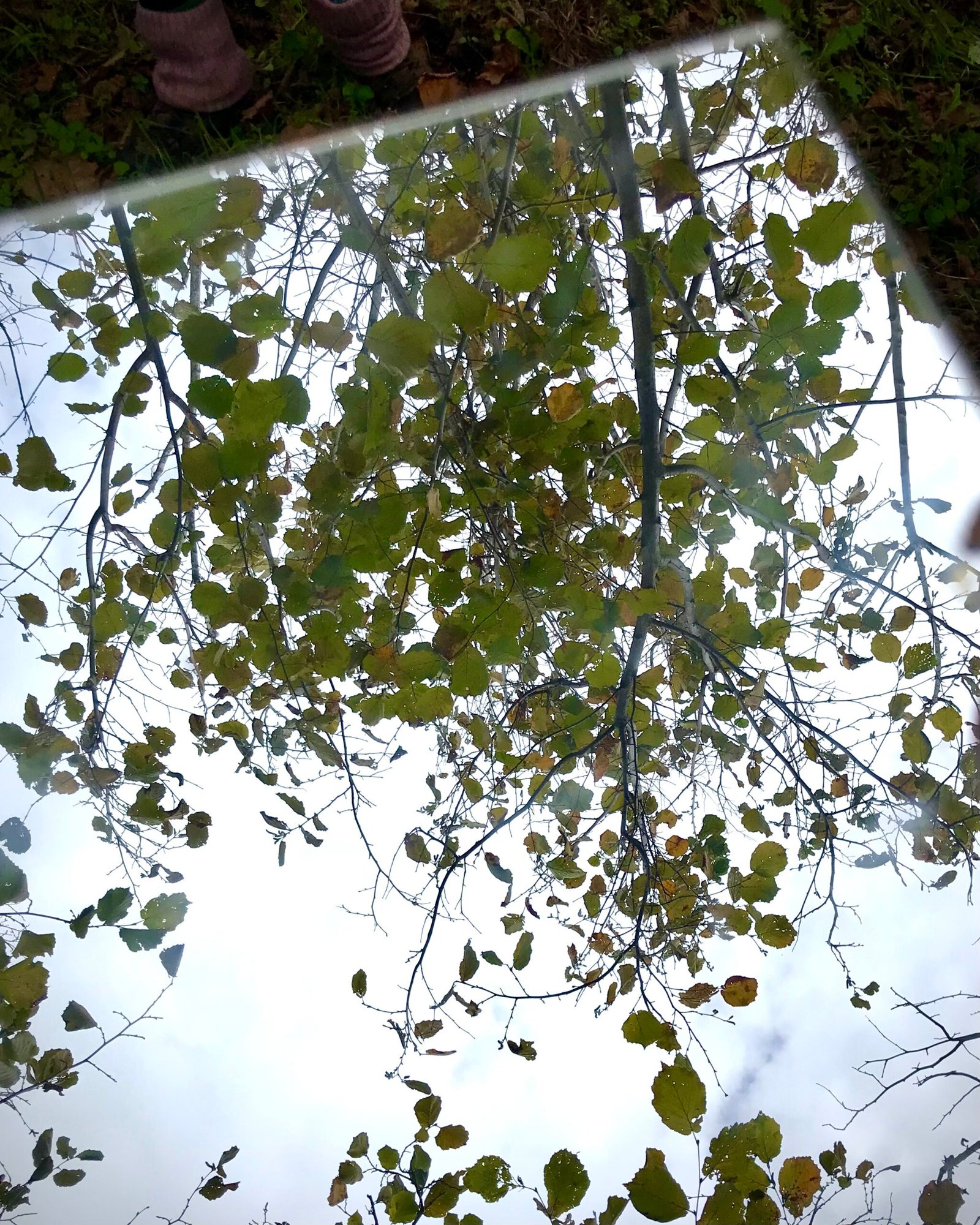 Experiência do Mergulho de Outono na natureza